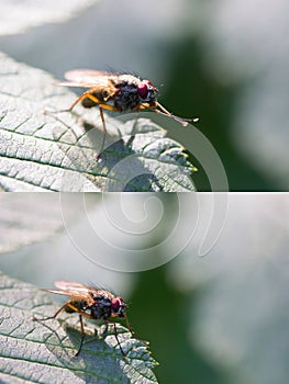 Fly sit on the green leaf