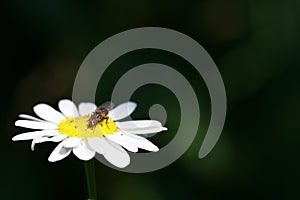 Fly sits on a camomile