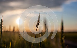 A fly sits on an ear of wheat or rye in a field at sunset.