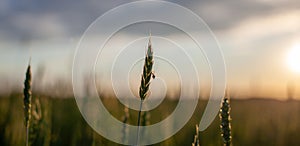 A fly sits on an ear of wheat or rye in a field at sunset.