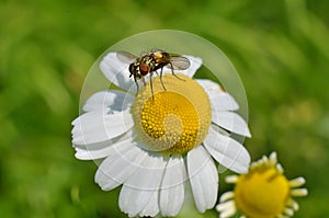 The fly sits on a field daisy, macro photo.