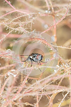 fly sits on the grass covered with dew
