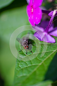 A fly sits on a green leaf under a flower