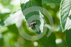 A fly sits on a leaf