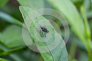 A fly sits on a leaf