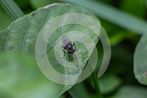 A fly sits on a leaf