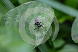 A fly sits on a leaf