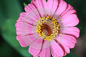 Fly sits on a pink zinnia