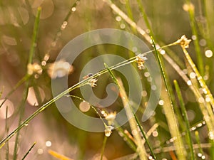 A fly sits on a stalk of grass with beautiful bokeh