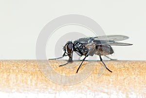 The fly sits on surface