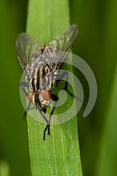 Fly sitting