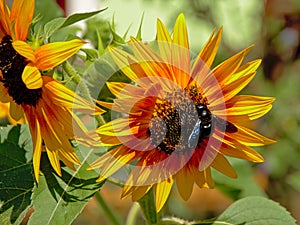 Fly sitting on a black eyed susan flower rudbeckia