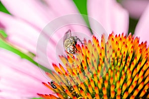 Fly sitting on the echinacea purpurea/fly sitting on the echinacea purpurea flower