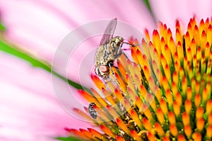 fly sitting on the echinacea purpurea/fly sitting on the echinacea purpurea flower, close up