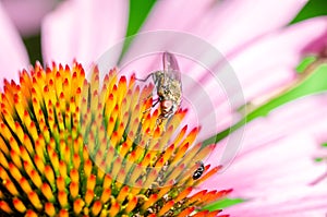 fly sitting on the echinacea purpurea/fly sitting on the echinacea purpurea flower, selective focus