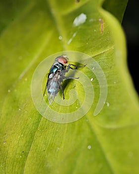 a fly sitting on the edge of a leaf looking very cute