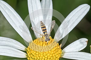 Fly sitting on a flower with blurred background