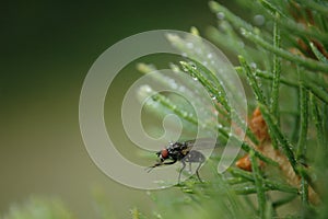 Fly sitting on flowers in garden