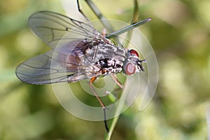 Fly sitting on grass / vlieg op het gras