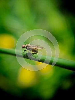 A fly is sitting on a green blade of grass