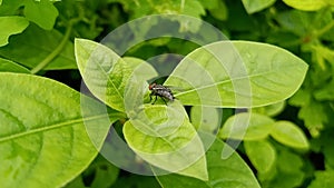 Fly sitting on a green leaf in farming