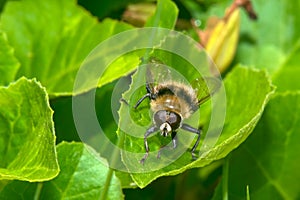 Fly sitting on a green leaf
