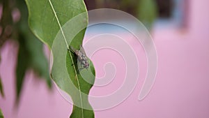A fly sitting on a leaf Macro shot