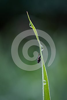fly sitting in morning dew on green blade of grass in morning dew glitter