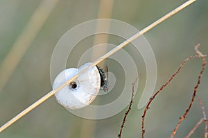 Fly sitting on the slug at dusk - closeup
