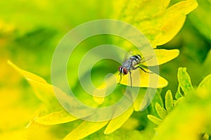 A fly sitting on the yellow color leaves of a coleus plant, selective focus