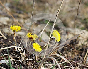 A fly is sitting on a yellow flower.