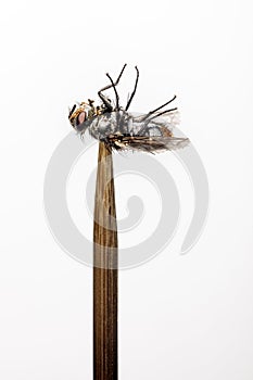 Fly on skewer