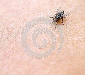 Fly on Skin