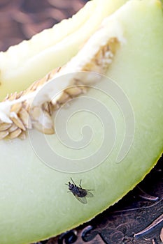 Fly on a slice of a fresh melon , macro shot