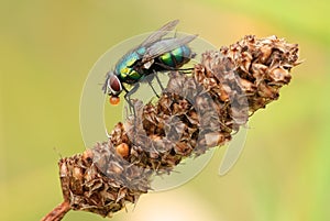 Fly with a small bubble resting motionless on dry flower.