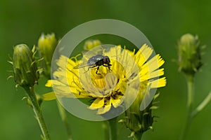 Fly on a sow-thistle flower
