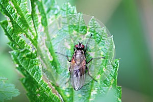 The fly species Hydrophoria linogrisea