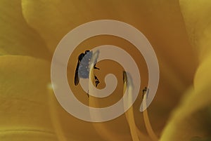 Fly on the stamen of an hibiscus flower