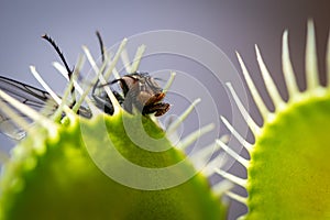 Fly sticking out of a venus fly trap