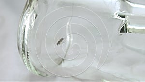 Fly stuck in alcohol residue inside bottle helplessly attempting to free itself