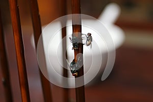 Fly stuck on glue traps on the table.