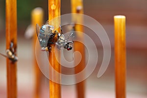 Fly stuck on glue traps on the table.