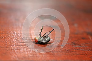 Fly stuck on glue traps on the table.