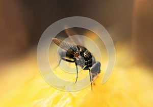 Fly sucking juice from ripe fruit