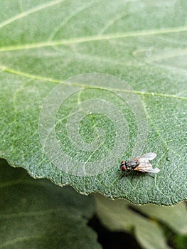 Fly sunbath on a tin leaf