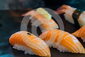 Fly on sushi salmon .  fly eat salmon fish , carrier of communicable diseases, f photo