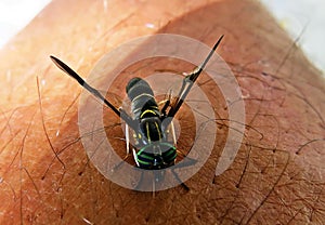 Fly Tabanidae on human leg