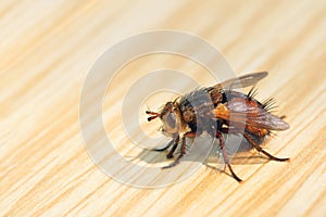 Fly on tabletop