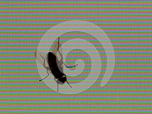 Fly on a TFT display photo