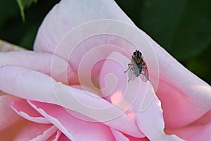 Fly on Tiffany Pink Rose 01